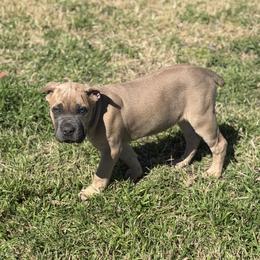 Flirt - Fawn female Cane Corso puppy in Briggs, Texas from Capital City Corso’s
