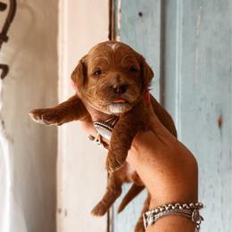 Shade - Apricot female Cavapoo puppy in Shingle Springs, California from Kindred Oak Goldendoodles