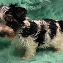 Checkers - Black tan and white male Biewer Terrier puppy in Jamesville, New York from Mark Carfagno's Pups
