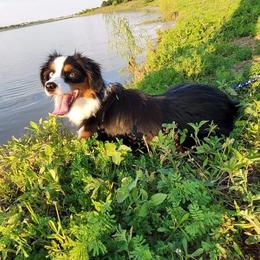 Hera - Toy Australian Shepherd