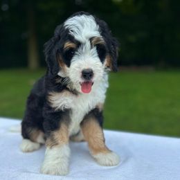 Bentley - Tri-color male Bernedoodle puppy in Sugarcreek, Ohio from Cuddly Companion Doodles