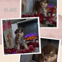 Blade - Red and white male Siberian Husky puppy in Spring Hill, Florida from Whitmore Wolfpack LLC