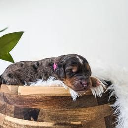 Lucy Gray - Merle female Bernedoodle puppy in Gaylord, Michigan from Dog Mom Co. Doodles