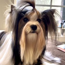 Skerri - Biewer Terrier