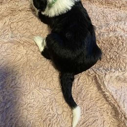 Portuguese Water Dog Puppies from Pawsitively Portuguese