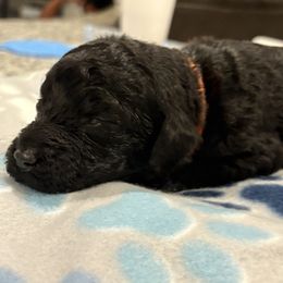 Goldendoodle and Poodle Puppies from Southern Stroll Poodles & Doodles