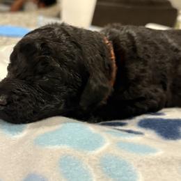 Goldendoodle and Poodle Puppies from Southern Stroll Poodles & Doodles