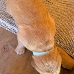 Golden Retriever Puppies from Collette's Goldens