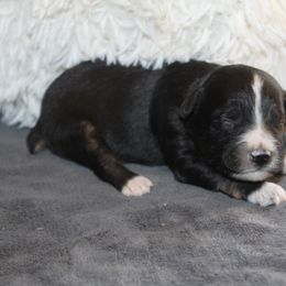 Van - Black tri-color male Aussiedoodle puppy in Loretto, Tennessee from K Kountry Farm