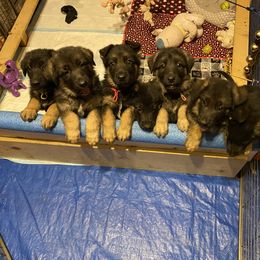 German Shepherd Puppies from Freitag Kennels