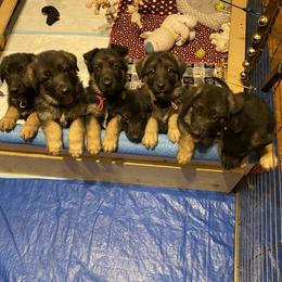 German Shepherd Puppies from Freitag Kennels