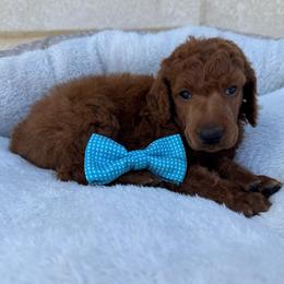 Gray collar - Red  male Poodle puppy in Riverside, California from Riverside red poodles