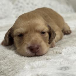Dachshund Puppies from Suzie’s Mini Doxies