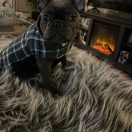 French Bulldog Puppies from Heartfelt Kennels