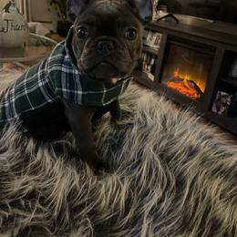 French Bulldog Puppies from Heartfelt Kennels