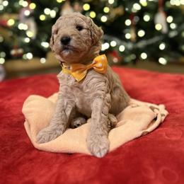 Biscuit - Cream male Goldendoodle puppy in Stroudsburg, Pennsylvania from Momma’s Mini Goldendoodles