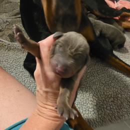 Girl 1 - Blue and rust female Doberman Pinscher puppy in New River, Arizona from Desert Mountain Dobermans