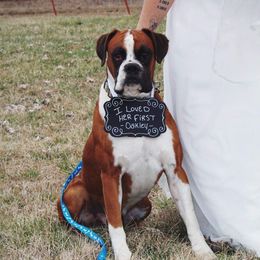Boxers from Pick A Pup