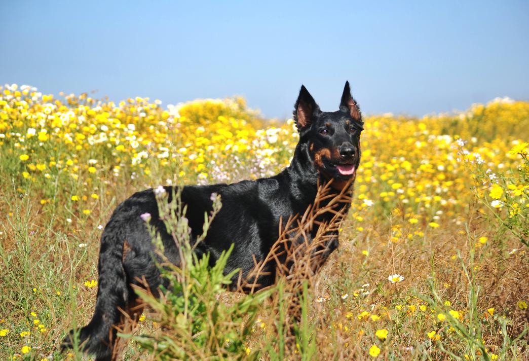 Beaucerons du Vaillant Feu in California Beauceron puppies Good Dog