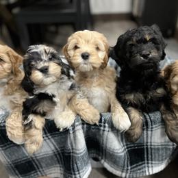 Bernedoodle and Cockapoo Puppies from Pine Haven Doodles