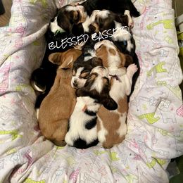 Basset Hound Puppies from Blessed Bassets