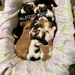 Basset Hound Puppies from Blessed Bassets