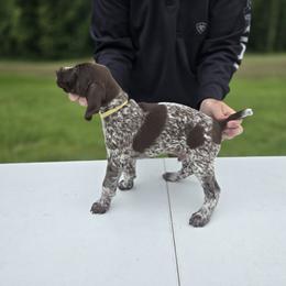 German Shorthaired Pointer Puppies from Lauren Walton