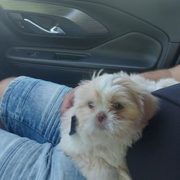 Shih Tzu Puppies from N.F.S.T Imperial ShihTzu Puppies.