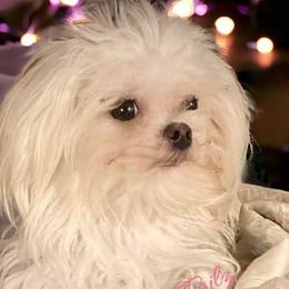 Lexi - Maltese