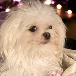 Lexi - Maltese