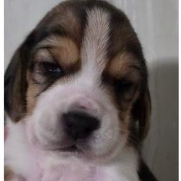 Prism - Black fawn and white female Beagle puppy in Brockway, Pennsylvania from Sugar Hill Hounds