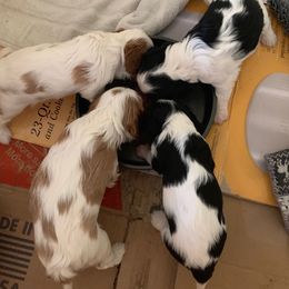Cavalier King Charles Spaniel Puppies from Abbey Road Cavaliers
