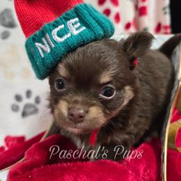 Cookie - Chocolate and tan female Chihuahua puppy in Bowdon, Georgia from Paschal's Pups