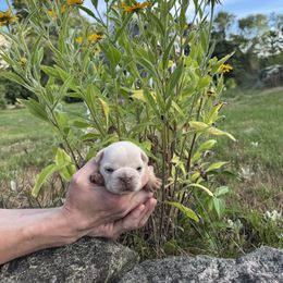 Cream Female - Cream female French Bulldog puppy in Rhode Island from Hope Valley Hounds