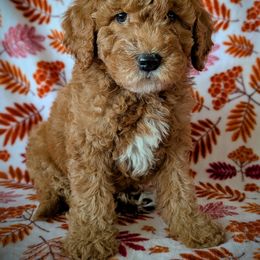 Gogi Berry - Red  male Goldendoodle puppy in Coarsegold, California from Hobbit Hollow Acres