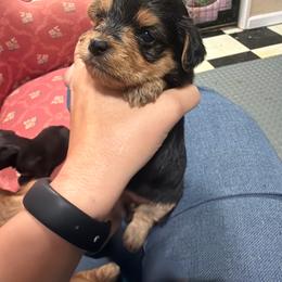 Althia - Chocolate female Morkie puppy in Winston Salem, North Carolina from Patty’s Paws