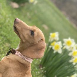 Willow - Dachshund