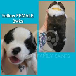 Yellow Female - White and brown female Saint Bernard puppy in Kaukauna, Wisconsin from Holtz Family Saints