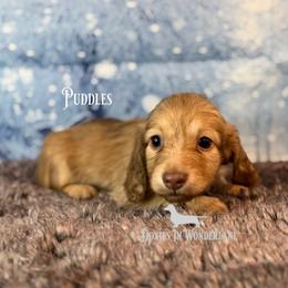 Puddles - Cream male Dachshund puppy in Rainier, Oregon from Doxies in Wonderland