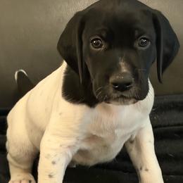 Stonie - Black and white male German Shorthaired Pointer puppy in Hot Springs, Virginia from Thunder Mountain Gun Dogs