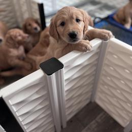 Golden Retriever Puppies from McAbee’s Golden Retrievers