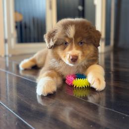 Zayne - Red tri-color male Australian Shepherd puppy in Richmond, Texas from Big Zen Aussies