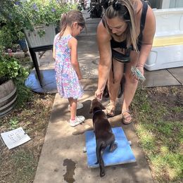 Labrador Retriever Puppies from Naomi's Labrador Retrievers