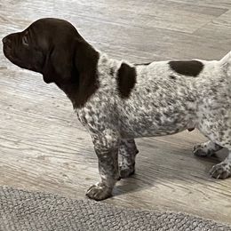 Apollo - Liver roan German Shorthaired Pointer puppy in Corcoran, California from Hidden Valley Kennels