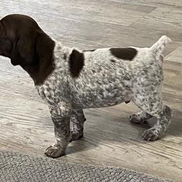 Apollo - Liver roan German Shorthaired Pointer puppy in Corcoran, California from Hidden Valley Kennels