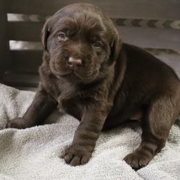Cuddles - Chocolate female Labrador Retriever puppy in Camden, Indiana from Camden's Caring Canines
