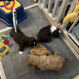 Chocolate White Markings FEMALE - Chocolate female Havanese puppy in Monahans, Texas from Homeward Havanese, LLC