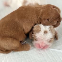 Cavalier King Charles Spaniel puppies from Lauren Muns