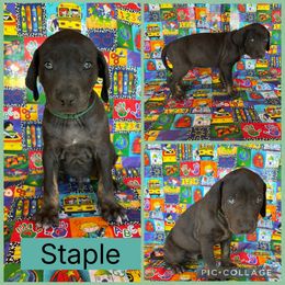 Staple - Blue male Catahoula Leopard Dog puppy in Forbes, Minnesota from North Country Catahoulas