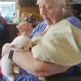 Pomeranian and Pomsky Puppies from Spillman's Specialty Breeding